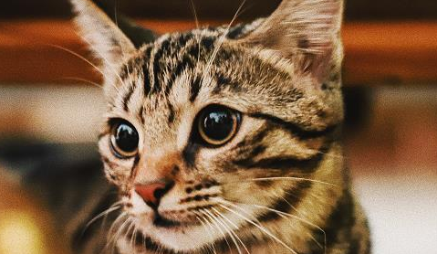 猫戴伊丽莎白圈会抑郁吗