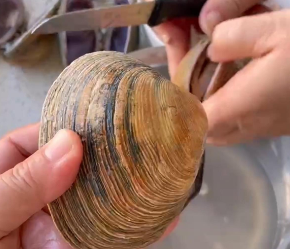 女子赶海捡到“天鹅蛋”,专家:比较罕见,属名贵海产 女子赶海捡到“天鹅蛋”,专家:比较罕见,属名贵海产