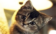 刚出生的小猫嗜睡不吃奶什么原因