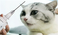 猫咪打针的打到皮内了怎么办没有出血