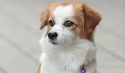 狗狗可以吃豆腐吗 狗狗可以吃豆腐吗