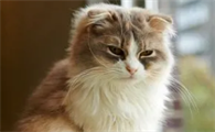猫生小猫会不会隔几天又生