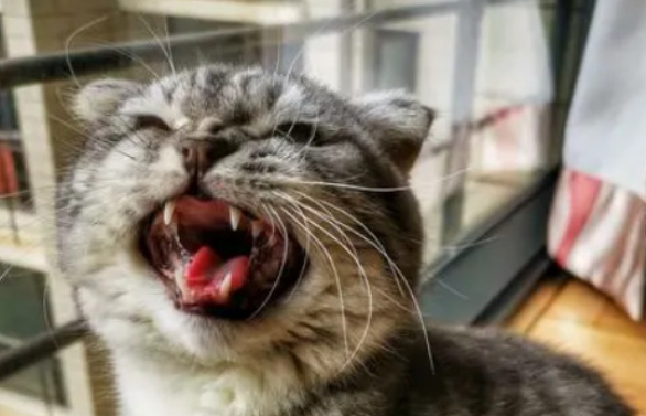 母猫隔几天就发一次情是什么情况