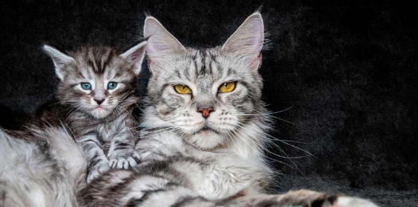 猫鼻头黑了什么原因造成的