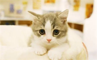 猫多久尿一次算是正常的啊