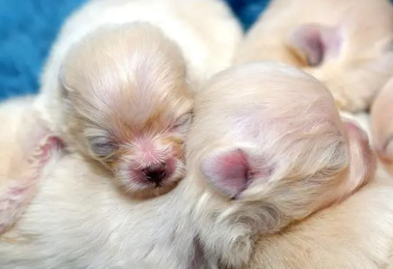 幼犬第一次驱虫时间