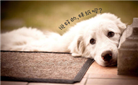 蓝眼病泰迪犬怎么治疗最好