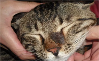 猫身上的螨虫怎么去除最有效