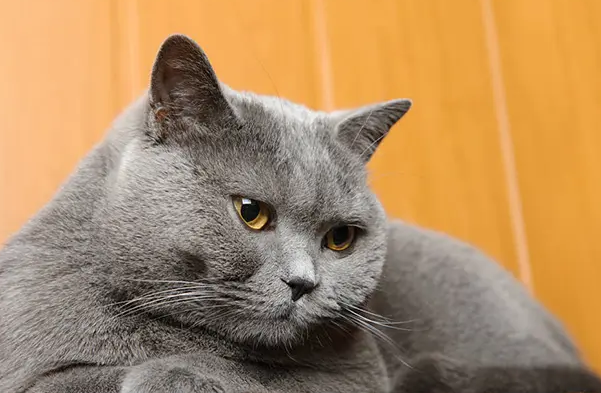 猫咪有9条命的真相是什么?快来揭秘一下 猫咪有9条命的真相是什么?快来揭秘一下