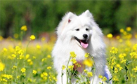 银狐犬智商排第几