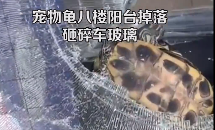 宠物龟从8楼掉落砸碎车玻璃会死吗 宠物龟从8楼掉落砸碎车玻璃会死吗