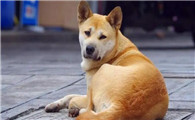 狗狗屁股后面烂了长蛆