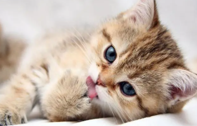 怎么确定猫咪得了毛球症状 怎么确定猫咪得了毛球症状