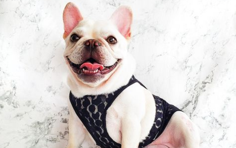 想知道斗牛犬和八哥犬的区别，看过来！