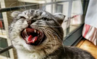 母猫隔几天就发一次情是什么情况