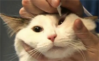 猫咪泪痕沟去除的小方法是什么