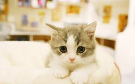 大宠爱猫咪舔到了怎么办