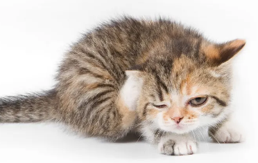 小猫后腿外八是缺钙吗