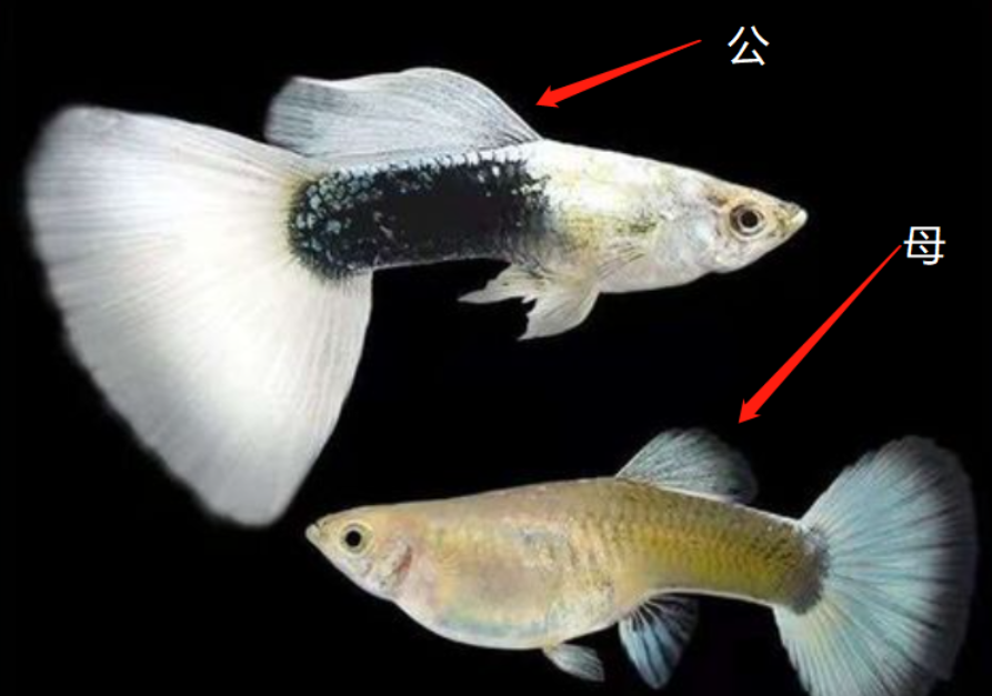 孔雀鱼怎么分公母