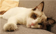 猫绝育的优点和缺点是什么