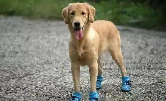 小狗为什么不能穿鞋子?