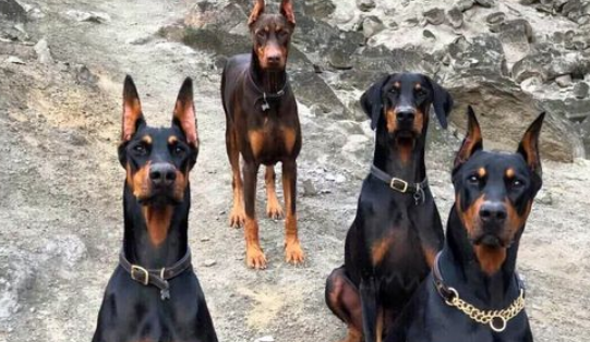 纯种的杜宾犬长什么样子?快来看看吧! 纯种的杜宾犬长什么样子?快来看看吧!