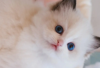 怎么判断猫身上有没有跳蚤