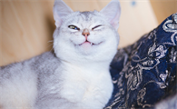 你们说折耳蓝猫有病吗？文章带你了解折耳猫