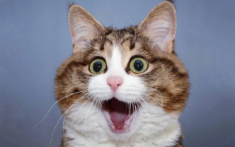 猫怀孕初期有哪些症状表现