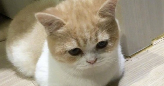 宠物猫会吃蟑螂吗 宠物猫会吃蟑螂吗