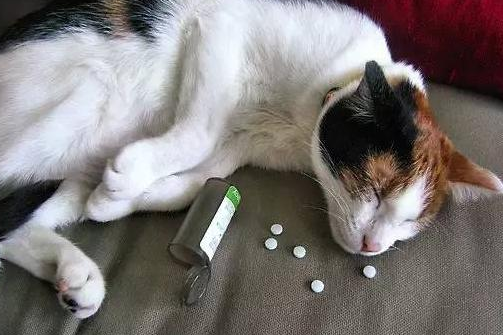 猫咪驱虫后走路摇摇晃晃怎么回事 猫咪驱虫后走路摇摇晃晃怎么回事