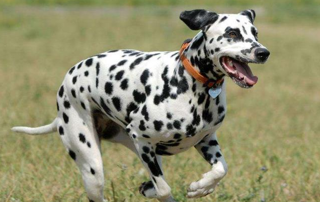 斑点狗属于什么型犬?答案都在这! 斑点狗属于什么型犬?答案都在这!
