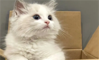 猫咪除了猫粮还应该喂什么食物