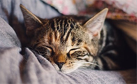 猫耳朵里有褐色的东西怎么办