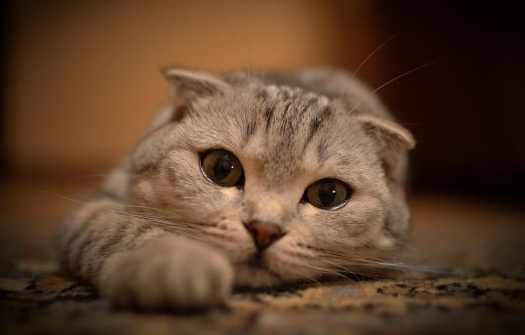 拜宠清:猫咪体内驱虫药选择指南 拜宠清:猫咪体内驱虫药选择指南