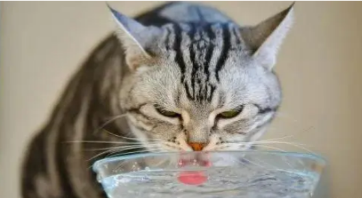 如何诱导猫咪多喝水