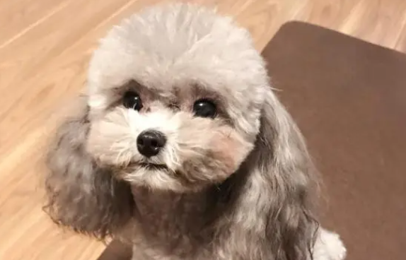 灰泰迪后背毛变黑了咋回事啊?