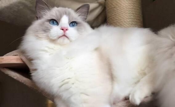 海豹猫好养吗？性格怎么样~