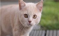 猫咪可以吃榴莲么