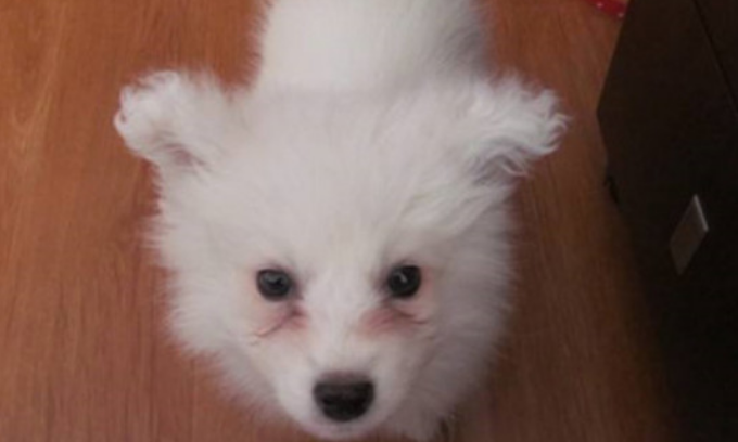 幼犬有泪痕正常吗 幼犬有泪痕正常吗