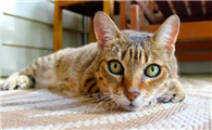 猫能喝牛奶纯牛奶吗为啥