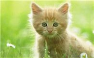 猫粮倒出来一般放几天