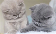 猫为什么咬主人耳垂