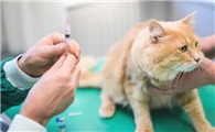 小猫打完第一针疫苗会出现什么症状和反应