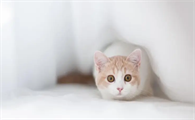 猫咪便检需要带新鲜大便吗