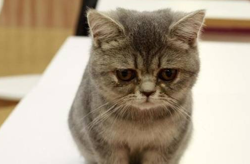 吃猫粮的猫咪可以吃饭吗 吃猫粮的猫咪可以吃饭吗