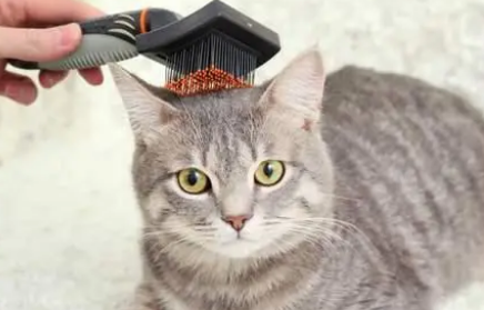 如何改善猫毛粗糙干燥 如何改善猫毛粗糙干燥