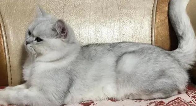 猫几岁才算成年猫?