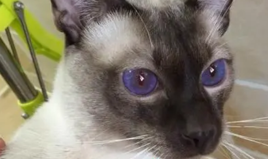紫色眼睛的猫是什么品种?猫咪眼睛原来有这么多种颜色!