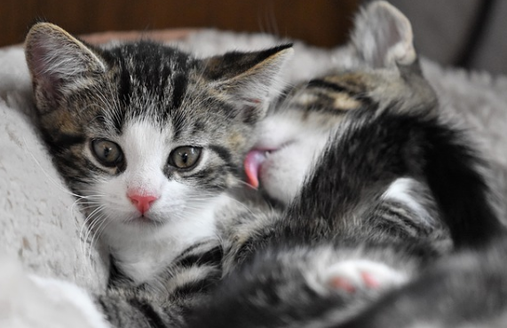 猫鼻子变白了什么原因造成的 猫鼻子变白了什么原因造成的